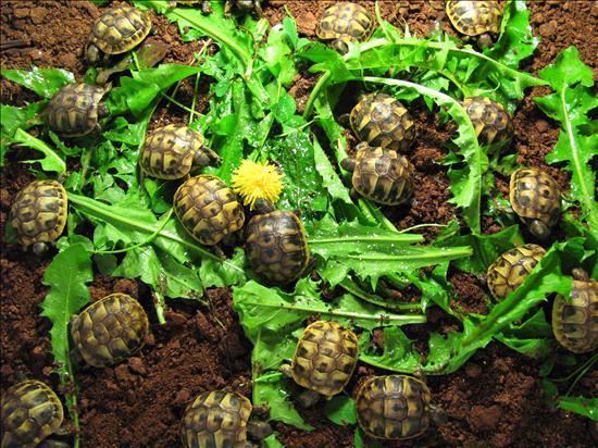 Baby Hermann Tortoises
