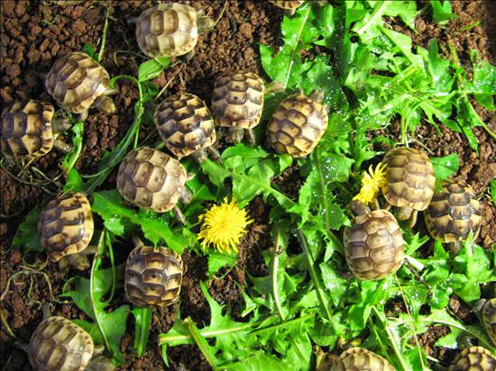 Baby Spur-thigh Tortoises