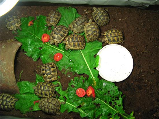 Baby Spur-thigh Tortoises